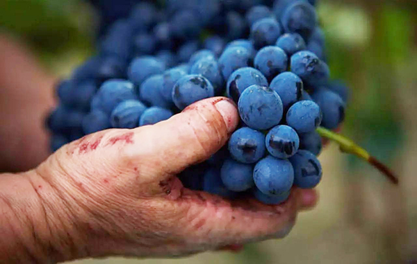 樅木國際葡萄酒學(xué)院丨快速“破解”紅酒品酒詞專業(yè)術(shù)語 樅木國際葡萄酒學(xué)院丨快速“破解”紅酒品酒詞專業(yè)術(shù)語