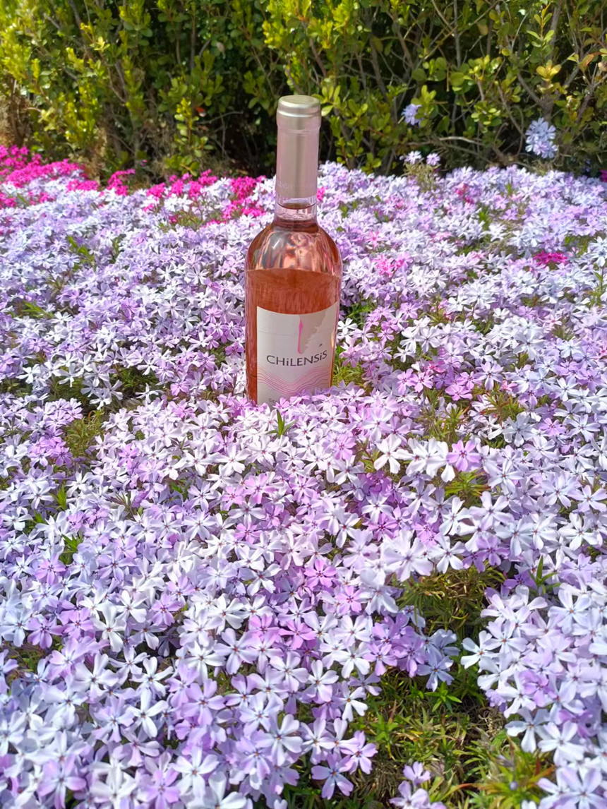 樅木紅酒小課堂丨葡萄酒可以搭配羊肉嗎 樅木紅酒小課堂丨葡萄酒可以搭配羊肉嗎