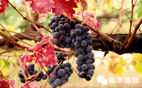 智利國寶“佳美娜”的傳奇故事 智利國寶“佳美娜”的傳奇故事