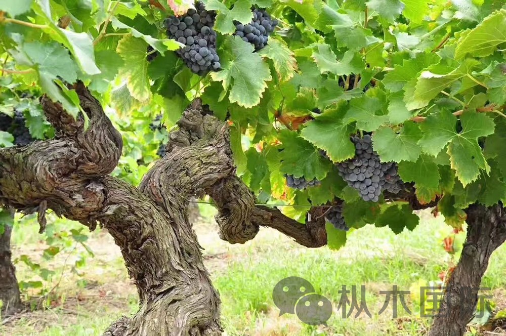 澳大利亞國酒——西拉葡萄酒 澳大利亞國酒——西拉葡萄酒