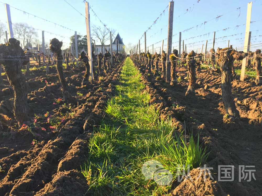 澳大利亞國酒——西拉葡萄酒 澳大利亞國酒——西拉葡萄酒