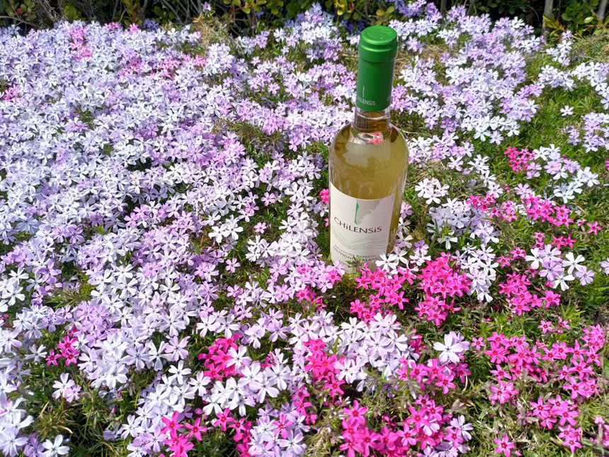 樅木國際酒莊 | 葡萄酒的三個小常識 樅木國際酒莊 | 葡萄酒的三個小常識