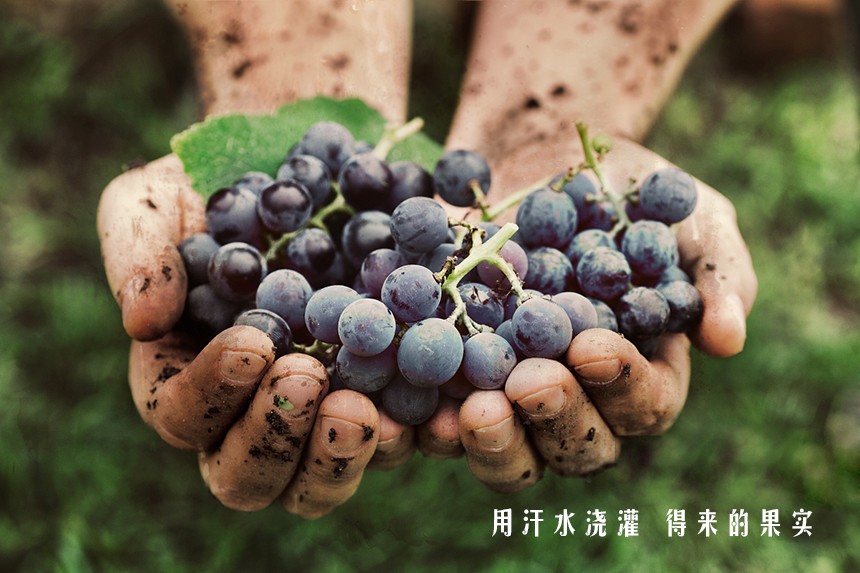 五一勞動節 | 樅木向勞動者致敬,感謝有你,生活才熠熠發光! 五一勞動節 | 樅木向勞動者致敬,感謝有你,生活才熠熠發光!