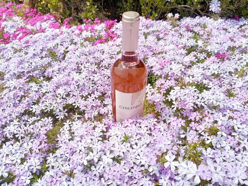 世界讀書日丨春暖花開,正是讀書好時光 世界讀書日丨春暖花開,正是讀書好時光