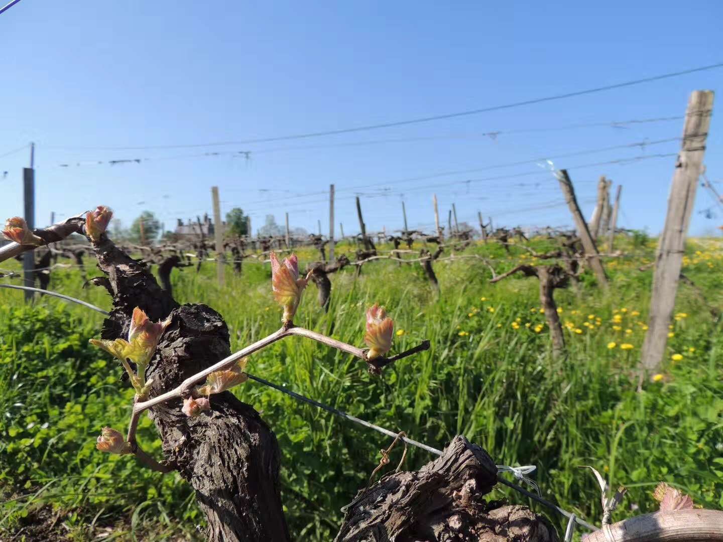 您對(duì)紅酒的認(rèn)識(shí)有多深?以下幾個(gè)認(rèn)識(shí)誤區(qū)您知道么? 您對(duì)紅酒的認(rèn)識(shí)有多深?以下幾個(gè)認(rèn)識(shí)誤區(qū)您知道么?