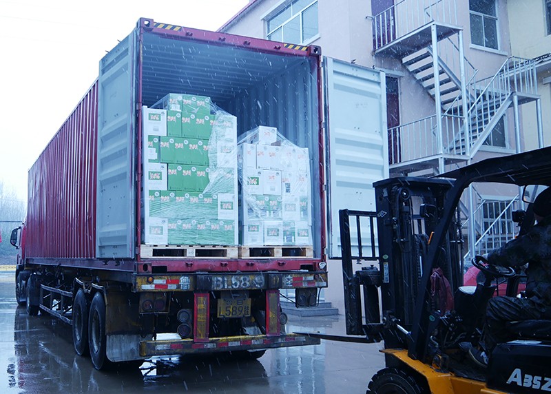 樅木國際智利新品—金日踏雪而來! 樅木國際智利新品—金日踏雪而來!