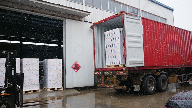 樅木國際智利新品—金日踏雪而來! 樅木國際智利新品—金日踏雪而來!