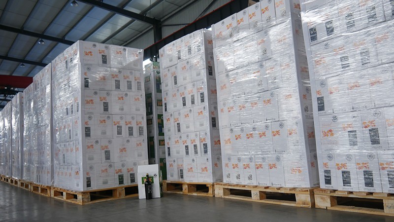 樅木國際智利新品—金日踏雪而來! 樅木國際智利新品—金日踏雪而來!