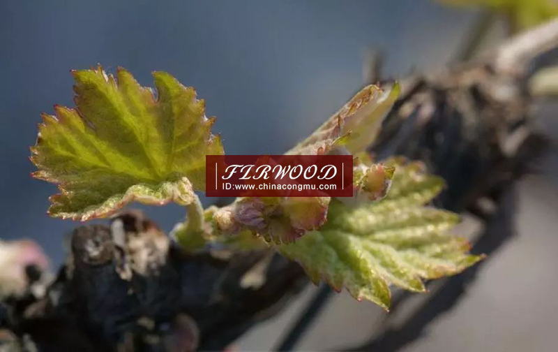 樅木澳大利亞莊園:“又是一個豐收年!” 樅木澳大利亞莊園:“又是一個豐收年!”