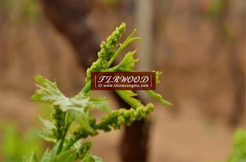 樅木澳大利亞莊園:“又是一個豐收年!” 樅木澳大利亞莊園:“又是一個豐收年!”