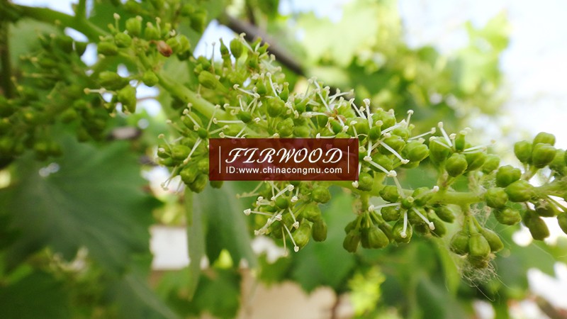 樅木澳大利亞莊園:“又是一個豐收年!” 樅木澳大利亞莊園:“又是一個豐收年!”