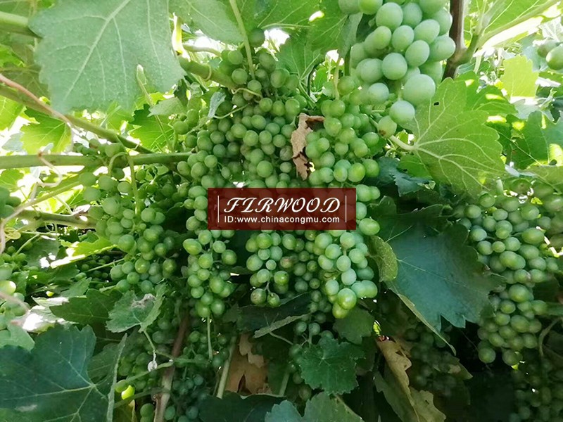 樅木澳大利亞莊園:“又是一個豐收年!” 樅木澳大利亞莊園:“又是一個豐收年!”