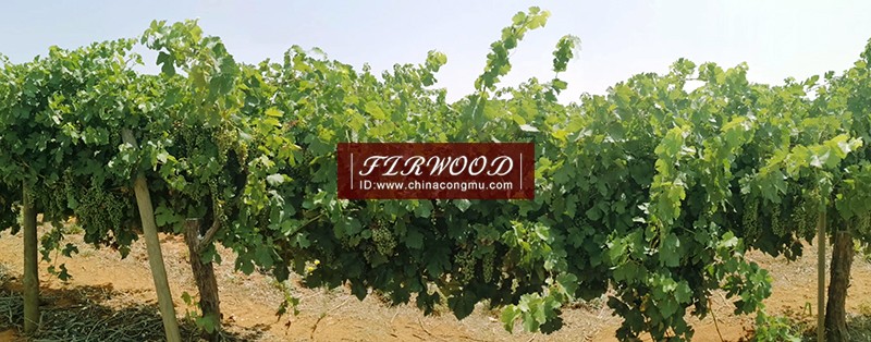 樅木澳大利亞莊園:“又是一個豐收年!” 樅木澳大利亞莊園:“又是一個豐收年!”