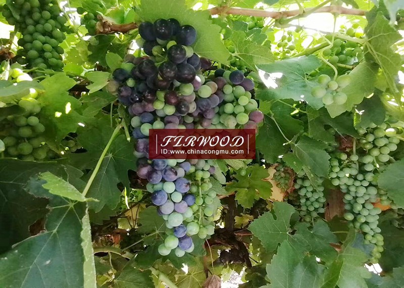 樅木澳大利亞莊園:“又是一個豐收年!” 樅木澳大利亞莊園:“又是一個豐收年!”