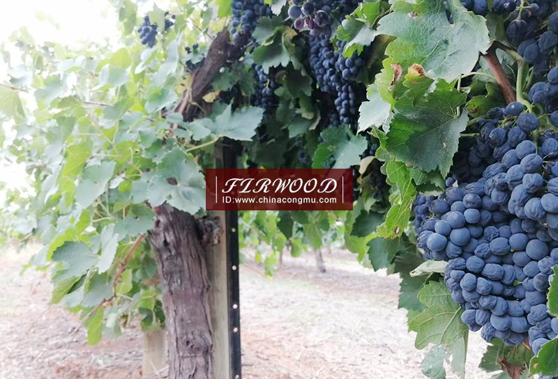 樅木澳大利亞莊園:“又是一個豐收年!” 樅木澳大利亞莊園:“又是一個豐收年!”