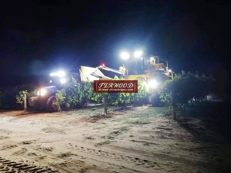 樅木澳大利亞莊園:“又是一個豐收年!” 樅木澳大利亞莊園:“又是一個豐收年!”