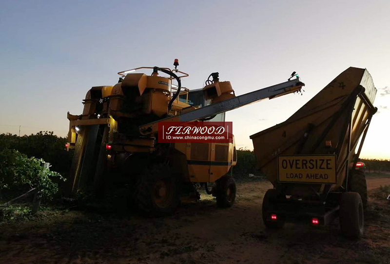 樅木澳大利亞莊園:“又是一個豐收年!” 樅木澳大利亞莊園:“又是一個豐收年!”