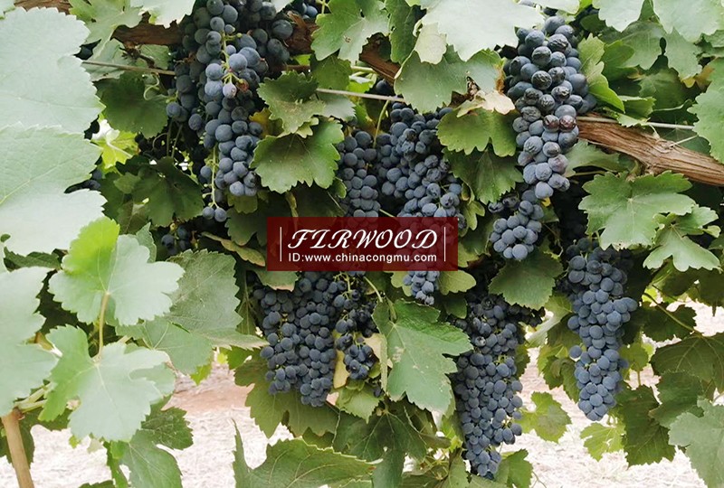 春分 | 草長鶯飛一切美好接踵而來! 春分 | 草長鶯飛一切美好接踵而來!