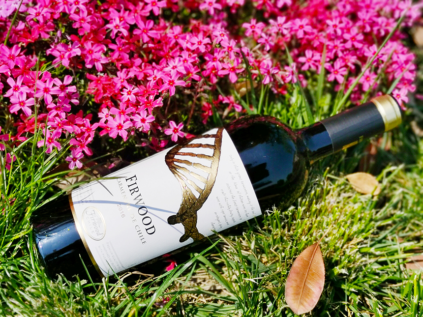 樅木大暑節(jié)氣志 | 盛夏光年,萬(wàn)物正榮華 樅木大暑節(jié)氣志 | 盛夏光年,萬(wàn)物正榮華