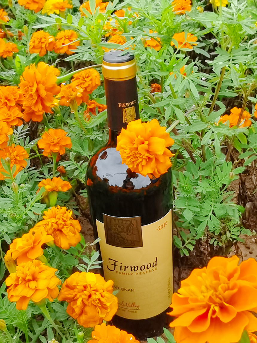 樅木白露節氣志 |天高云闊,生活處處充滿詩意 樅木白露節氣志 |天高云闊,生活處處充滿詩意