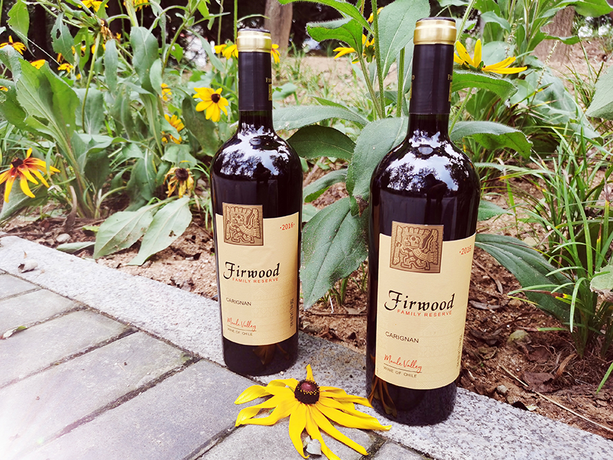 樅木寒露節氣志 |? 心懷溫暖,勇敢向前 樅木寒露節氣志 |? 心懷溫暖,勇敢向前