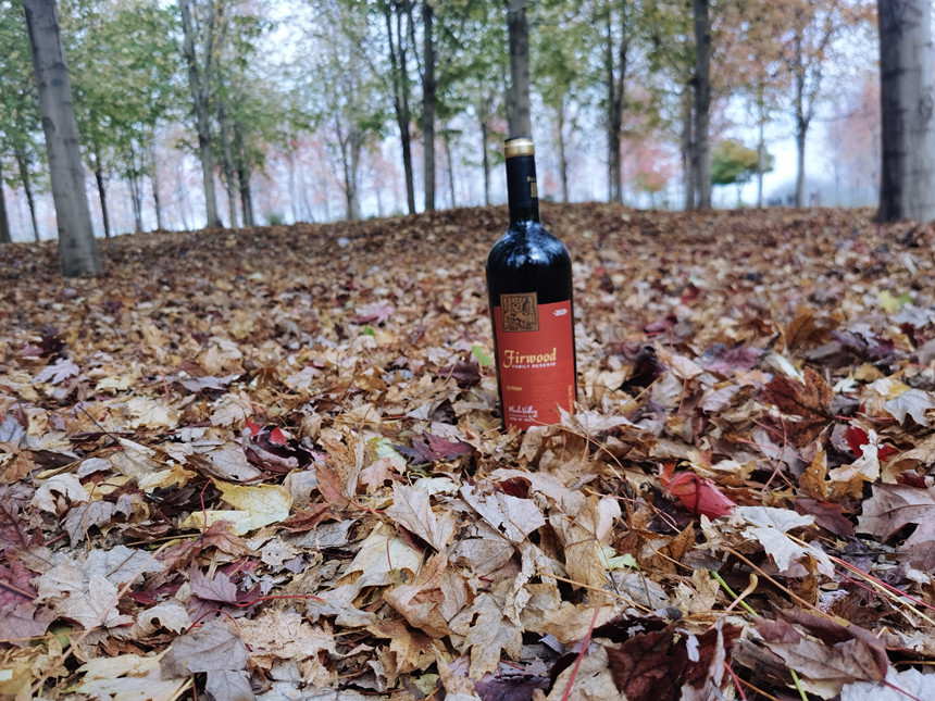 樅木小雪節氣志 | 愿歲月靜好,初心如雪 樅木小雪節氣志 | 愿歲月靜好,初心如雪