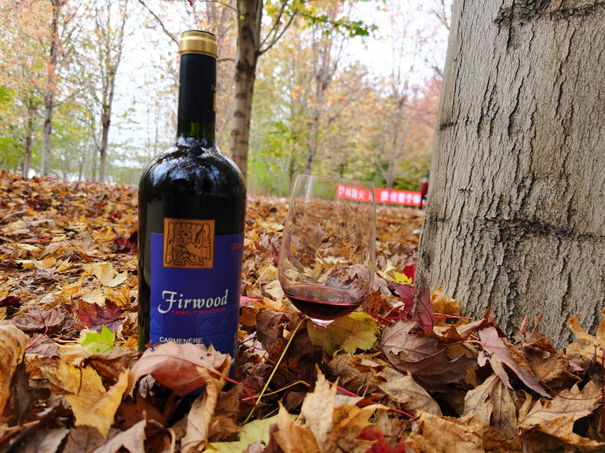 樅木大寒節氣志 | 愿一切美好都將如約而至 樅木大寒節氣志 | 愿一切美好都將如約而至