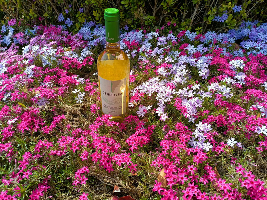 樅木白露節氣志 | 秋漸涼,念悠長,愿歲歲安好 樅木白露節氣志 | 秋漸涼,念悠長,愿歲歲安好