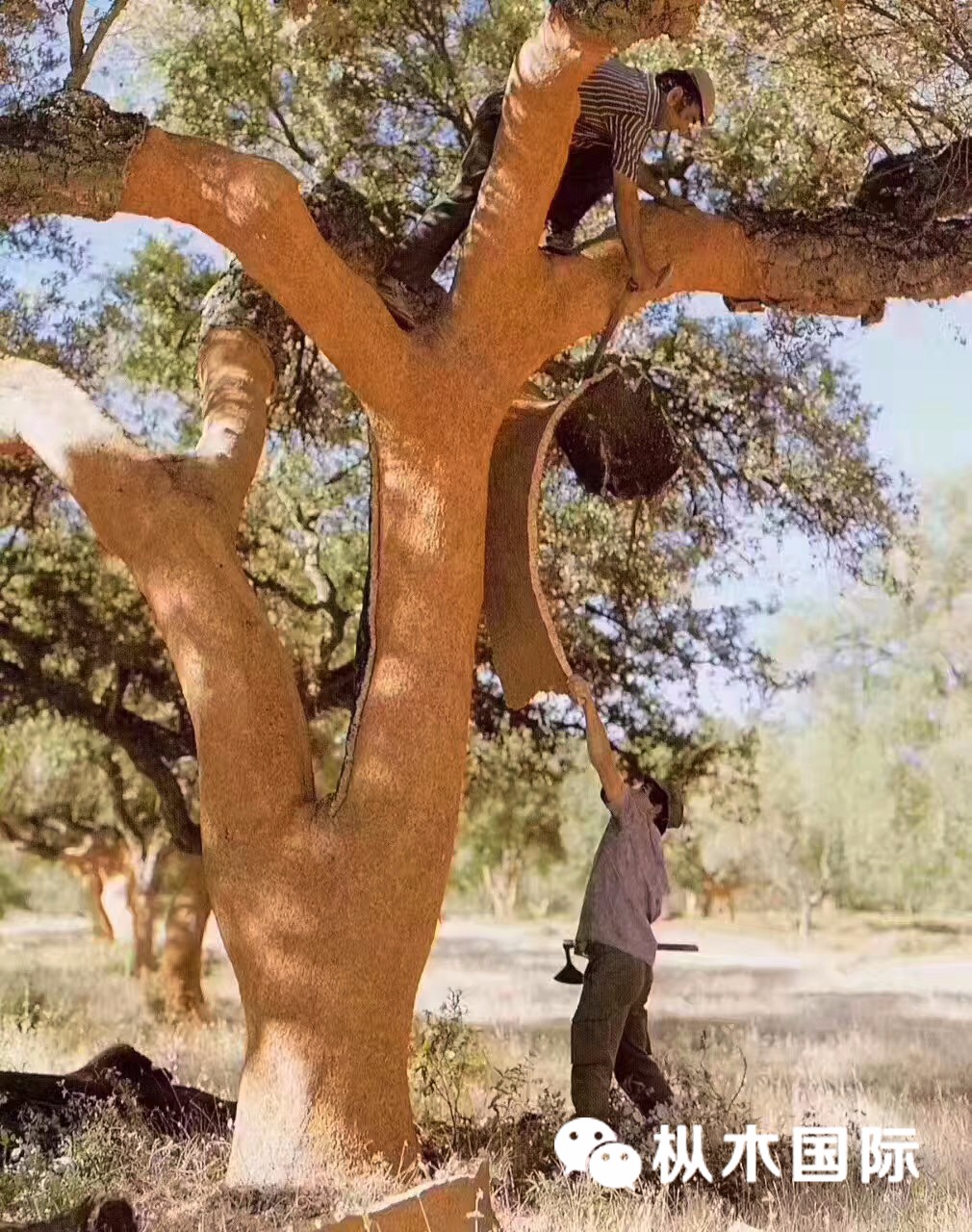 橡木塞到底好在哪里? 橡木塞到底好在哪里?