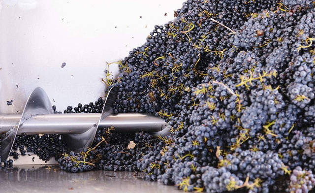 威海紅酒代理|葡萄梗在葡萄酒釀造中的作用! 威海紅酒代理|葡萄梗在葡萄酒釀造中的作用!