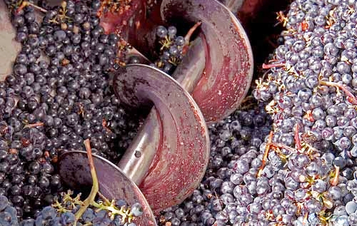 威海紅酒代理|葡萄梗在葡萄酒釀造中的作用! 威海紅酒代理|葡萄梗在葡萄酒釀造中的作用!