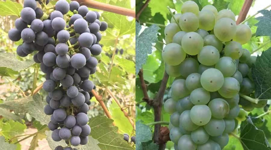 淄博紅酒加盟 | 紅葡萄酒與白葡萄酒都有哪些區別 淄博紅酒加盟 | 紅葡萄酒與白葡萄酒都有哪些區別