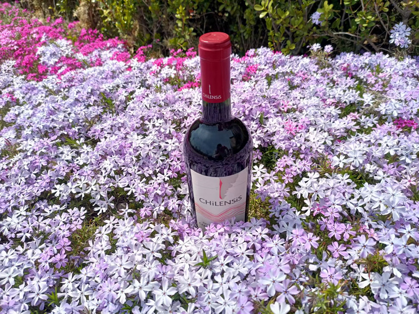 浙江紅酒加盟 | 智利的葡萄酒為什么受歡迎 浙江紅酒加盟 | 智利的葡萄酒為什么受歡迎