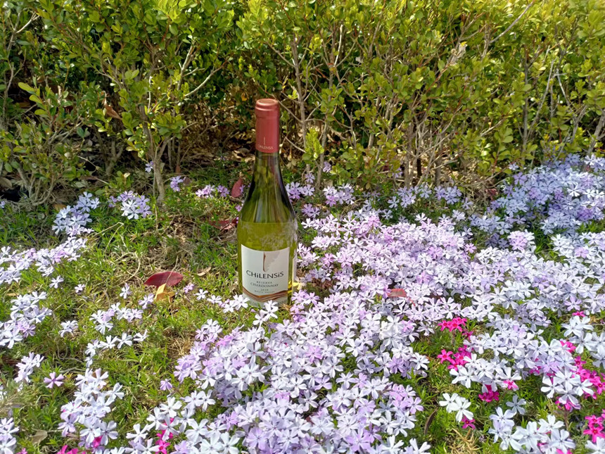 樅木紅酒小課堂 丨白葡萄酒中是否含有單寧呢 樅木紅酒小課堂 丨白葡萄酒中是否含有單寧呢